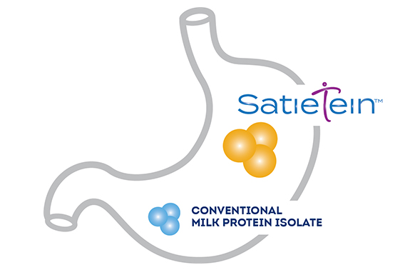 SatieTein Protein Stomach Clusters
