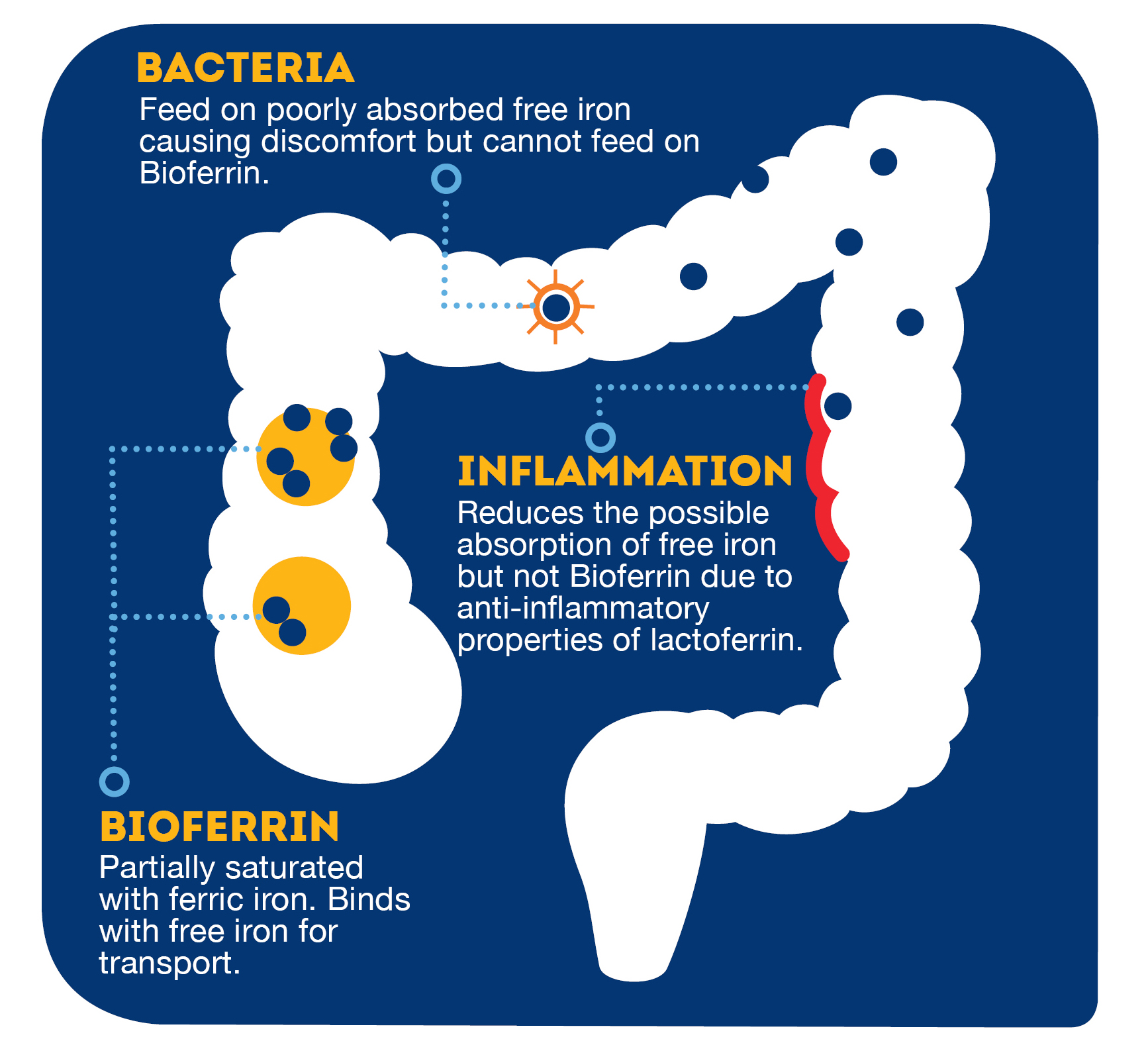 Bioferrin_Ability Improve Iron Absorption