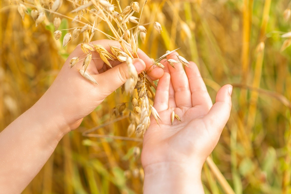 barley oat for milk