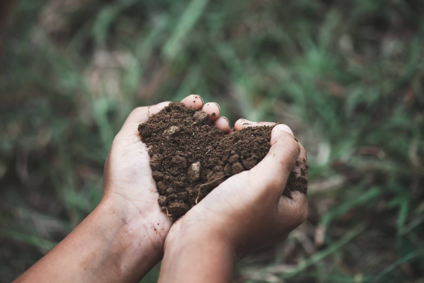 hands holding a pile of dirt