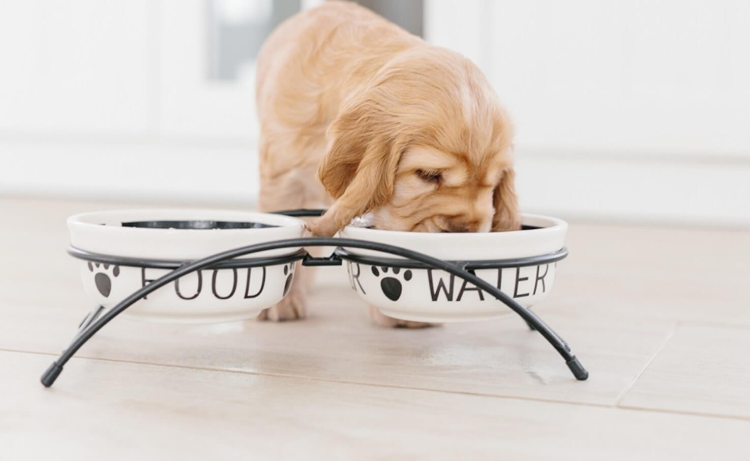 dog drinking water