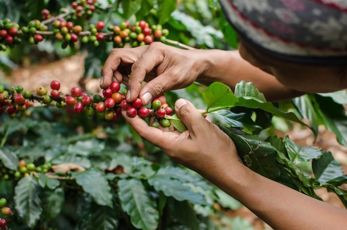 woman picking berries