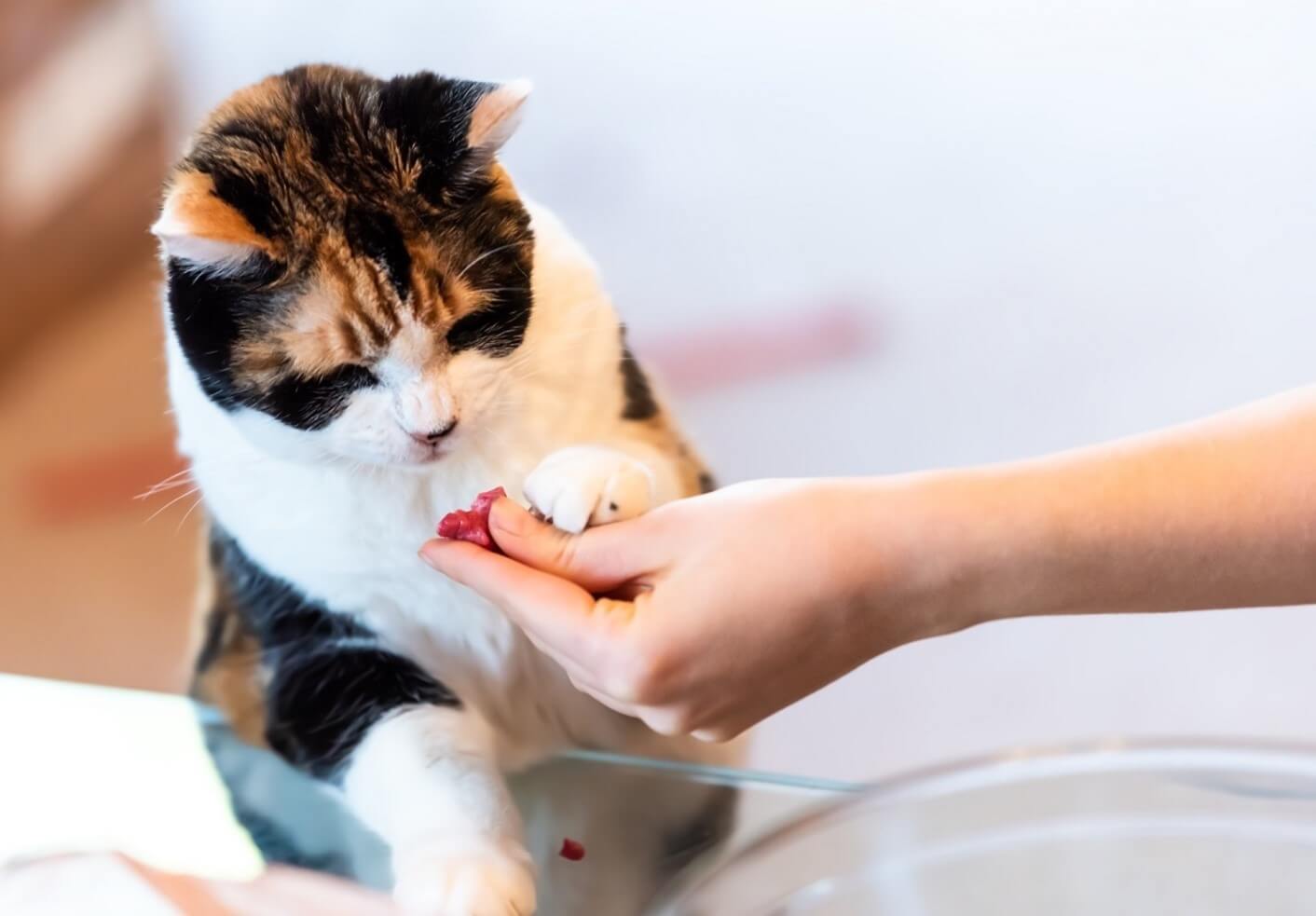 cat playing with hand