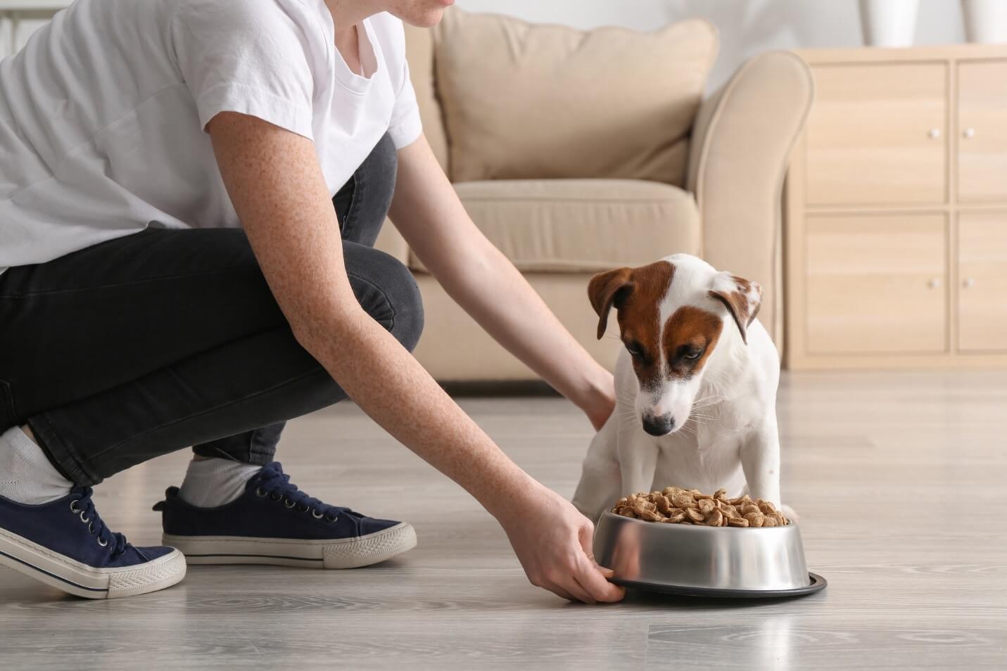 dog and dog food bowl