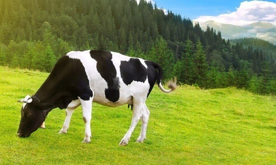 cow in a field