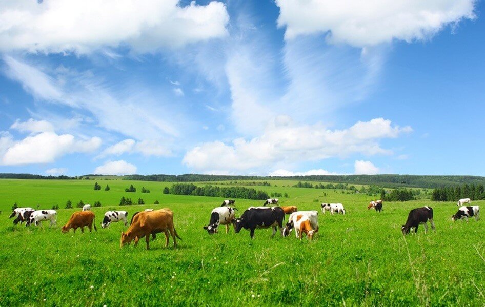 grass and cows