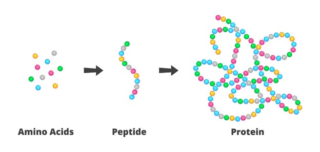 peptide
