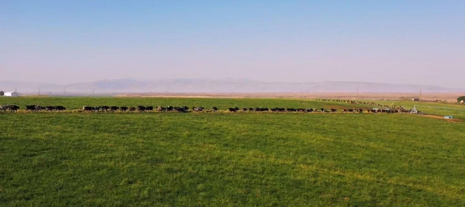 cows in field
