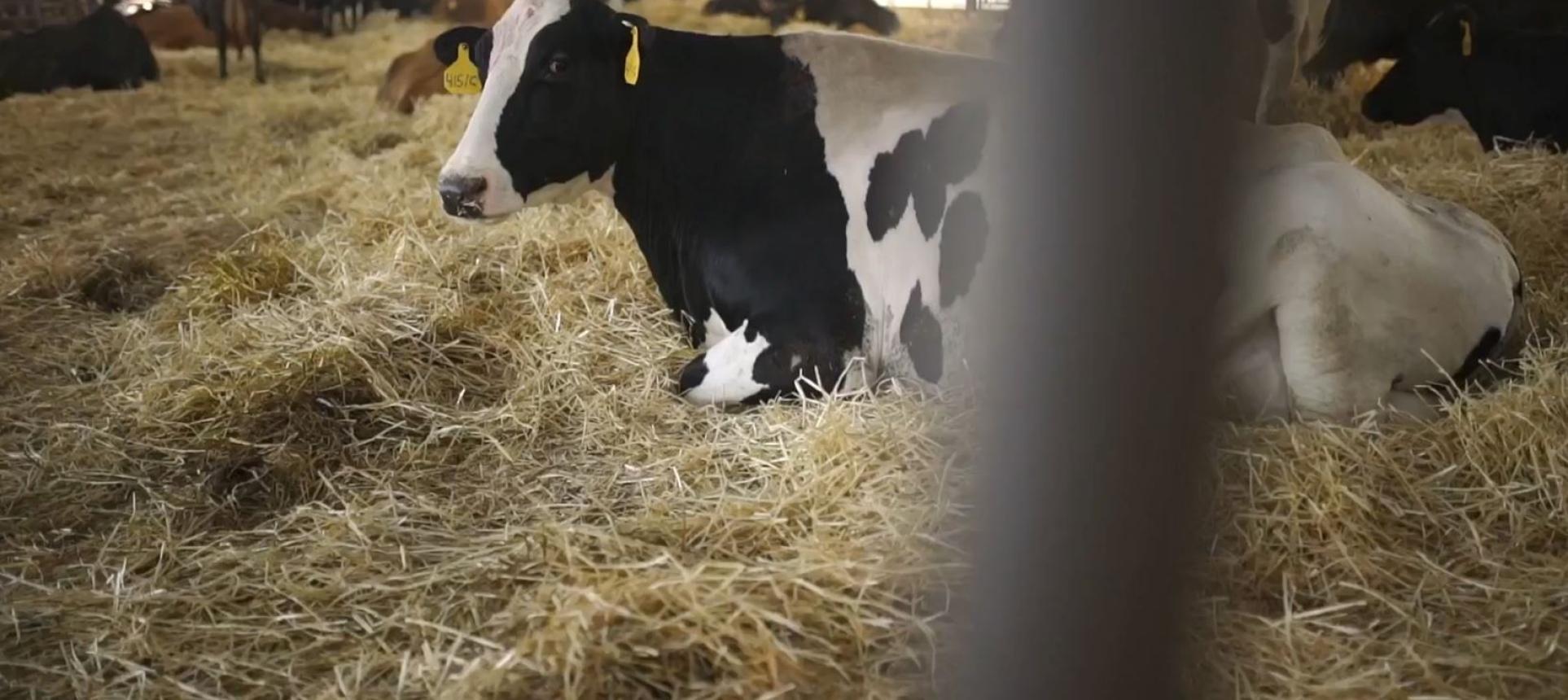 glanbia nutritionals dairy cow in hay