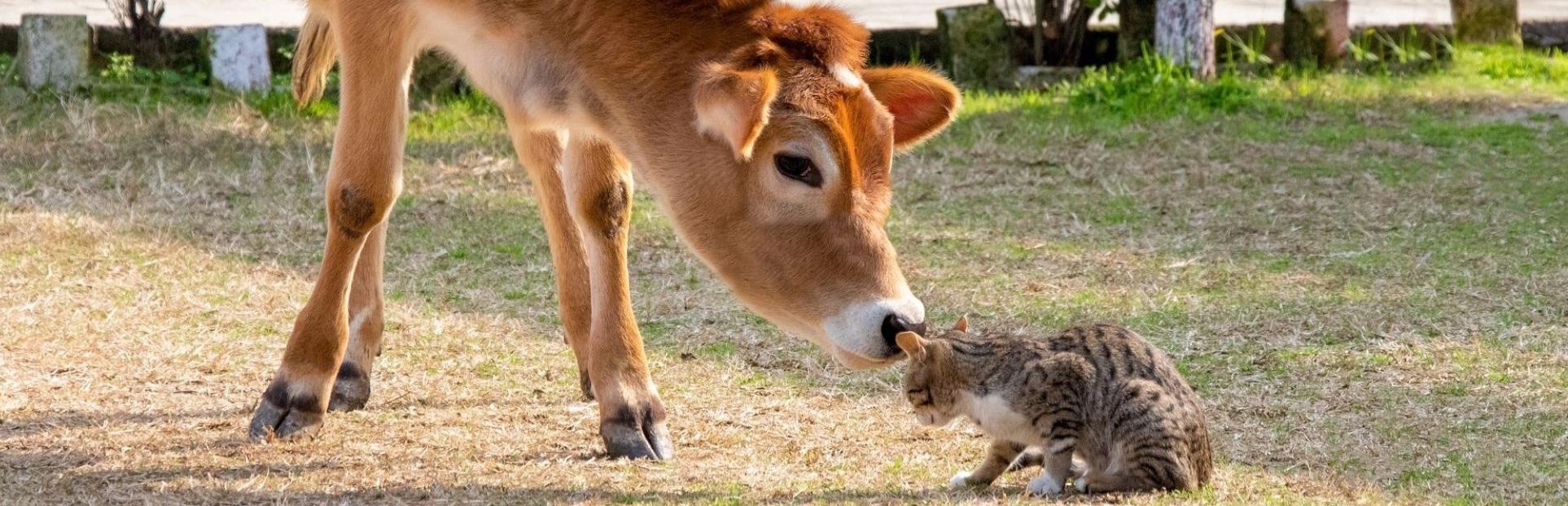 Pet & Farm Animal Bovine Colostrum Solutions