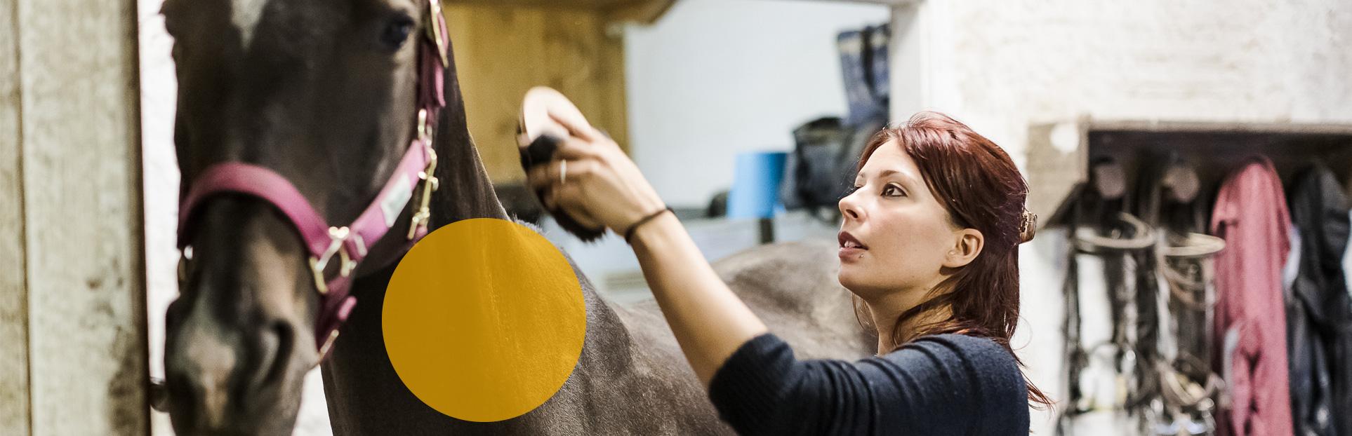 woman grooming horse