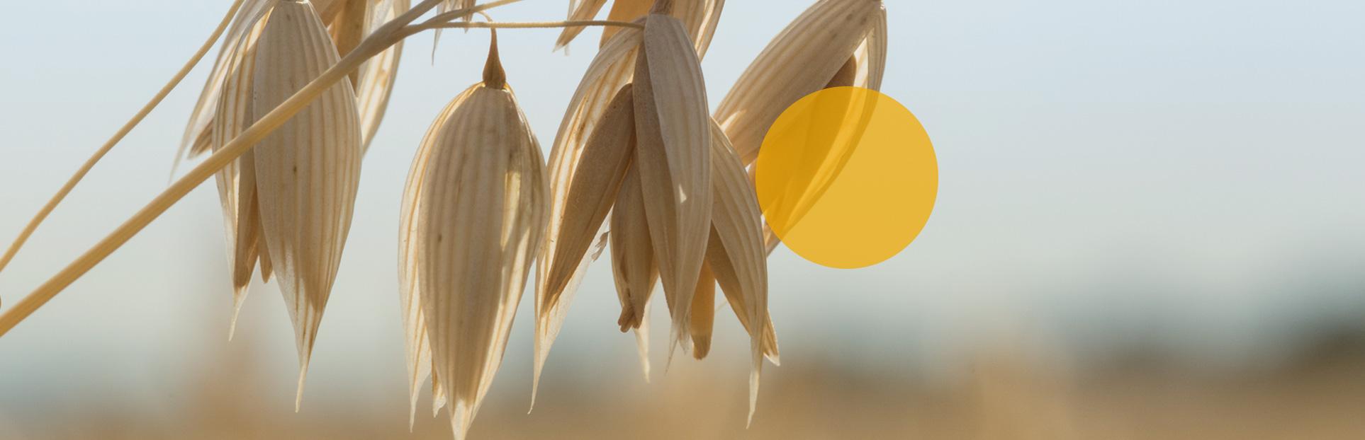 oats in field