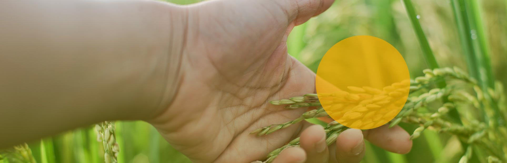 hand grains seeds pulses sustainable traceable