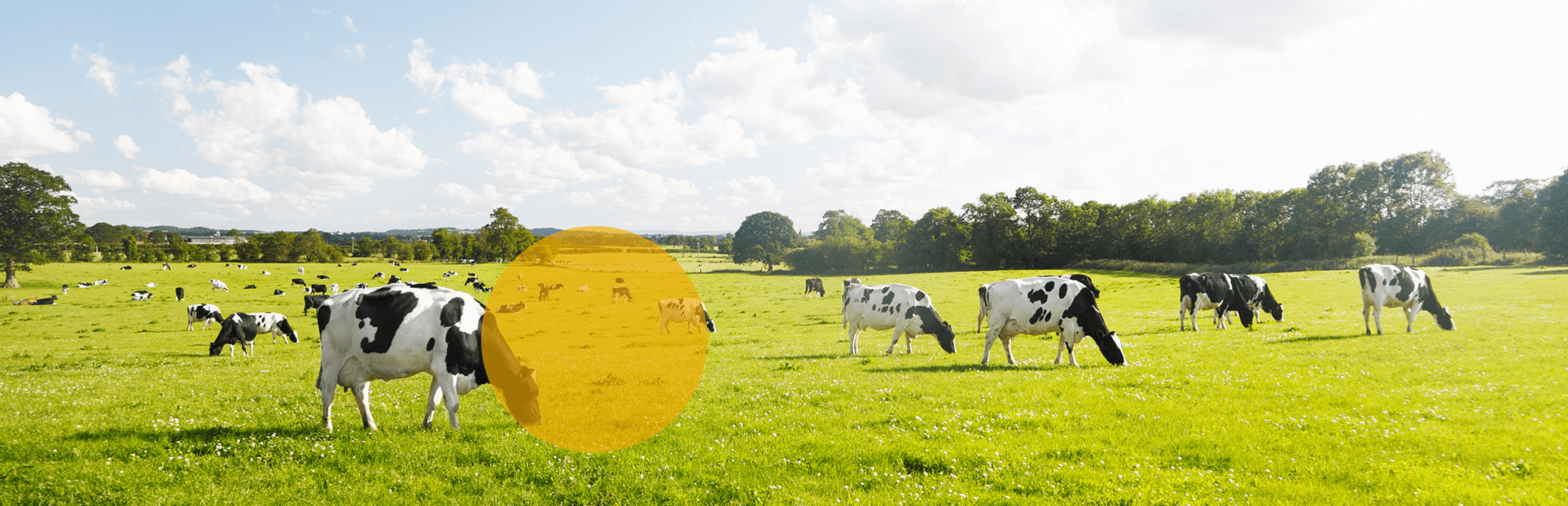 cows grazing in green fields