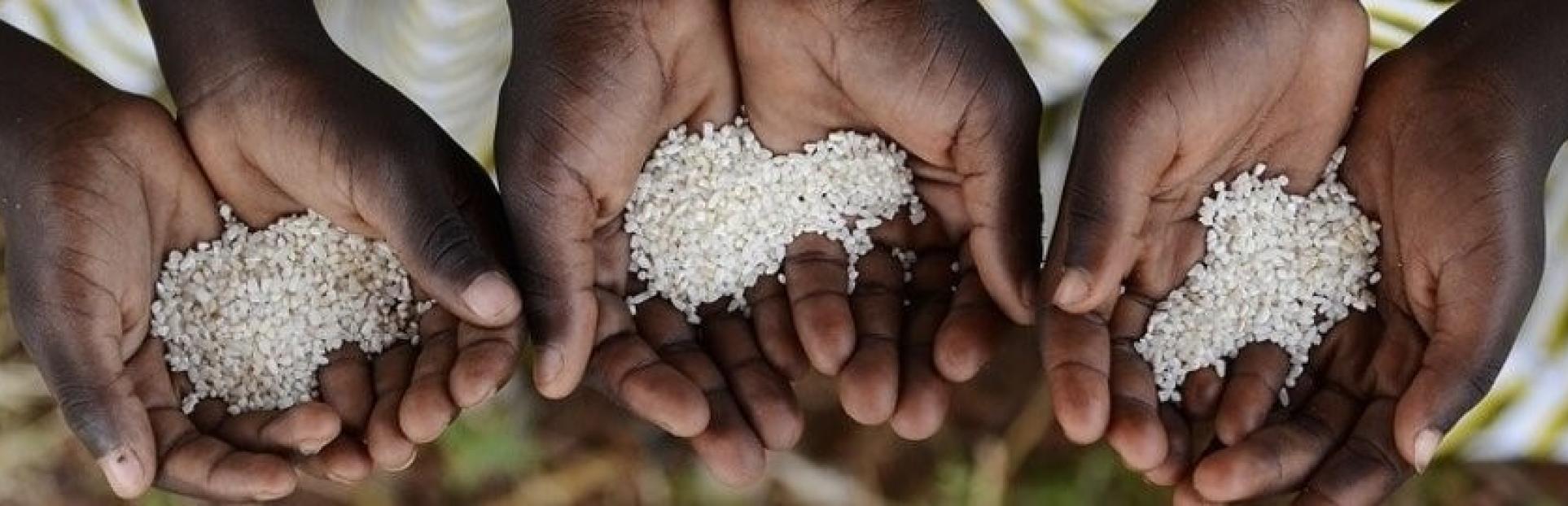 hands with grains