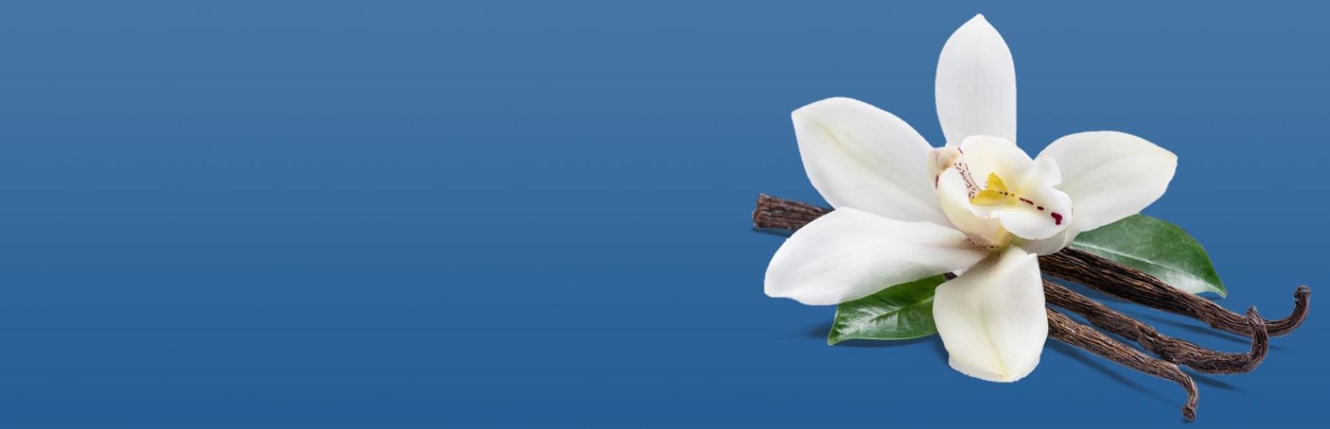 vanilla