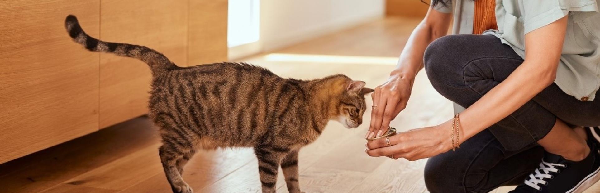 woman feeding cat