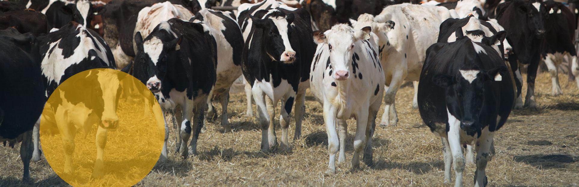 Cows