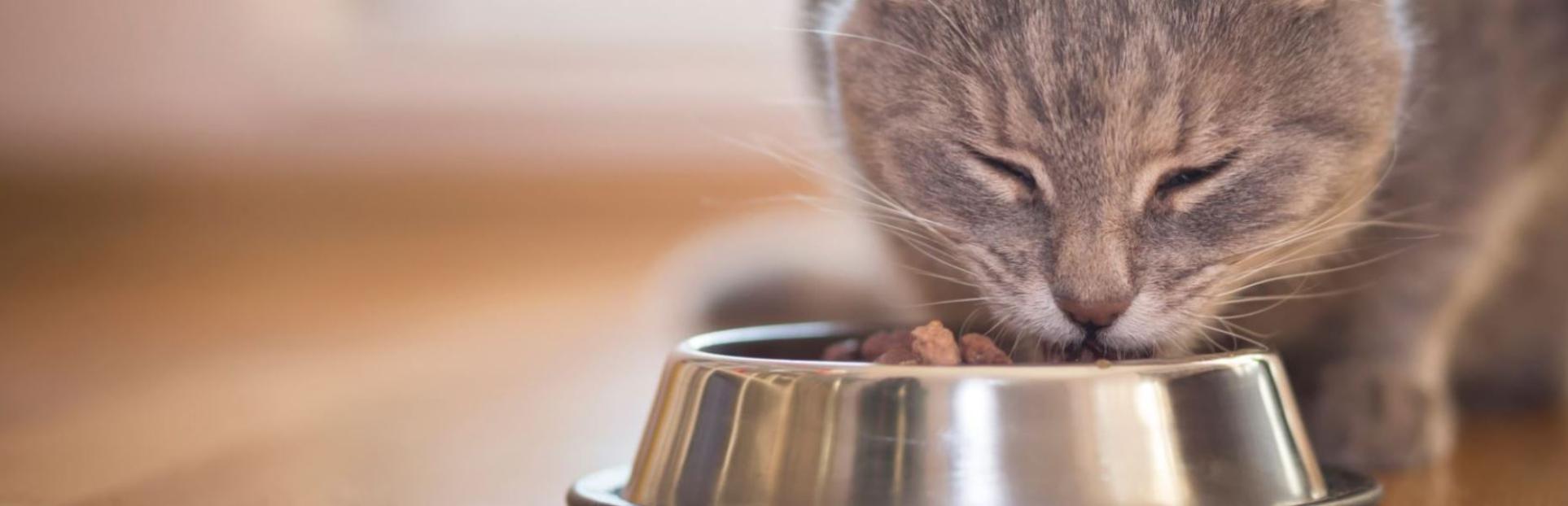 cat with food