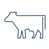 dairy