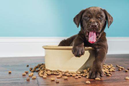 dog sitting in bowl