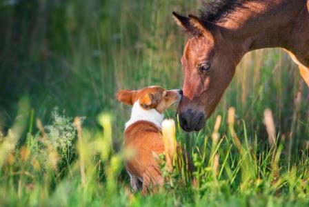 horse dog