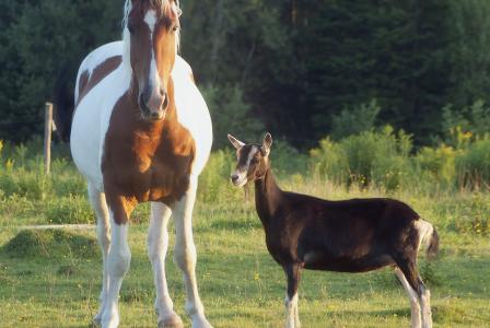 horse and goat