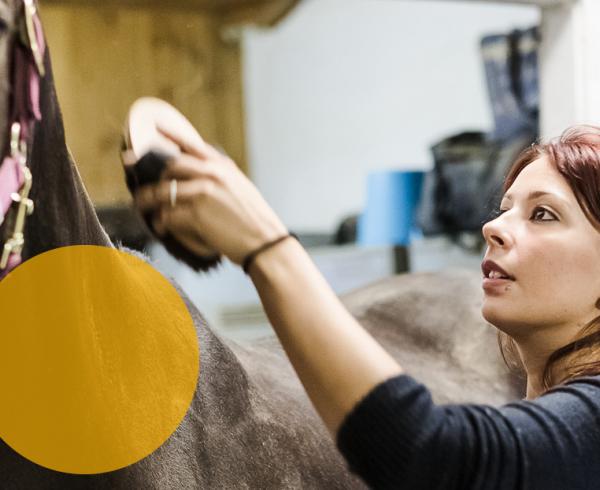 woman grooming horse