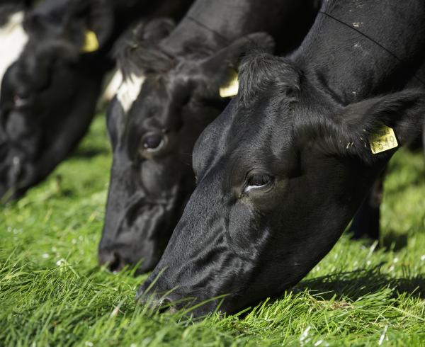 cows eating grass