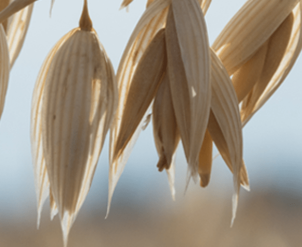 oats in field