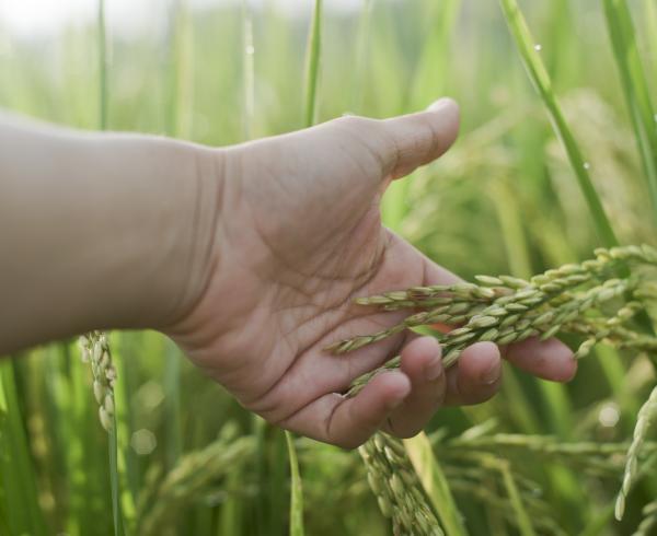 hand grains seeds pulses sustainable traceable