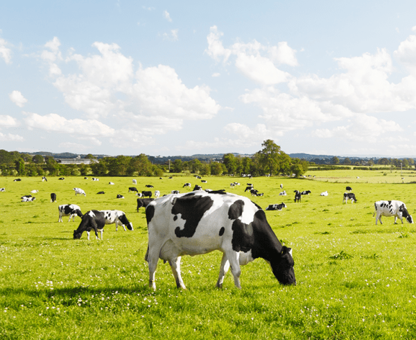 cows grazing in green fields