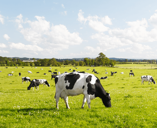 cows grazing in green fields