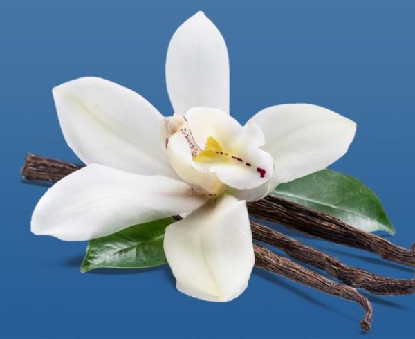vanilla
