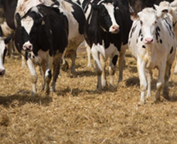fresh dairy